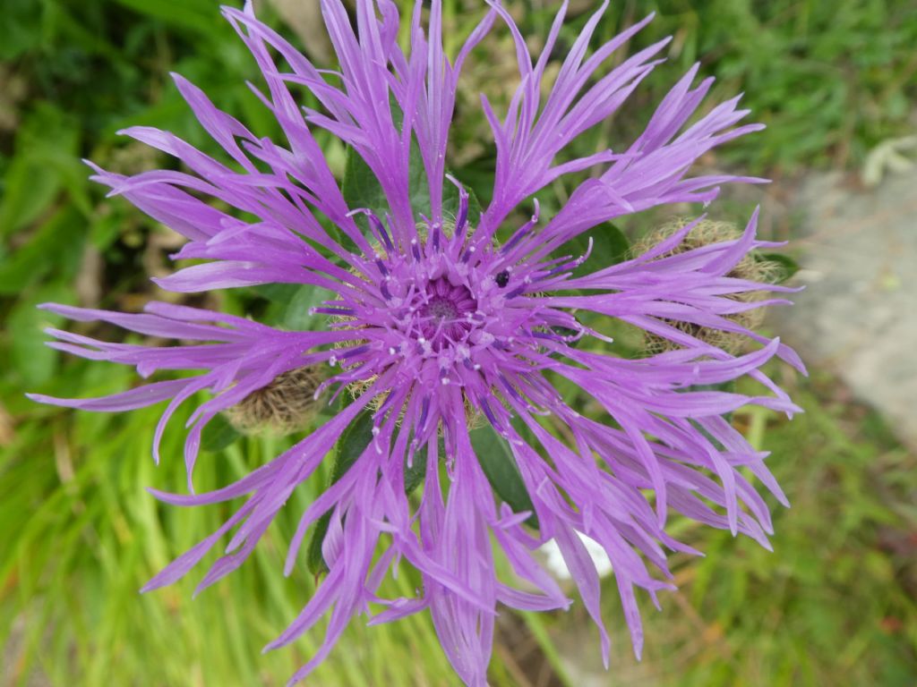 Centaurea cfr.nervosa